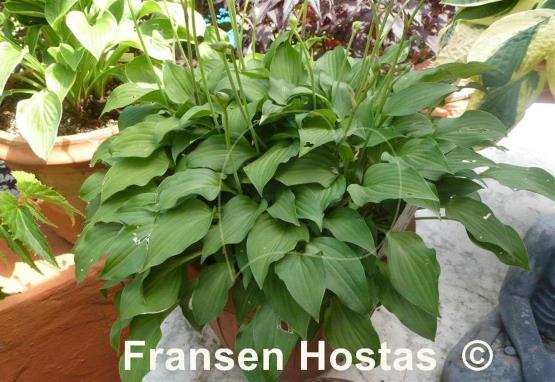 Hosta nakaiana